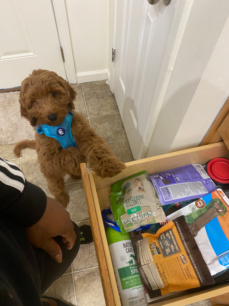 Mini Goldendoodle Being Cute