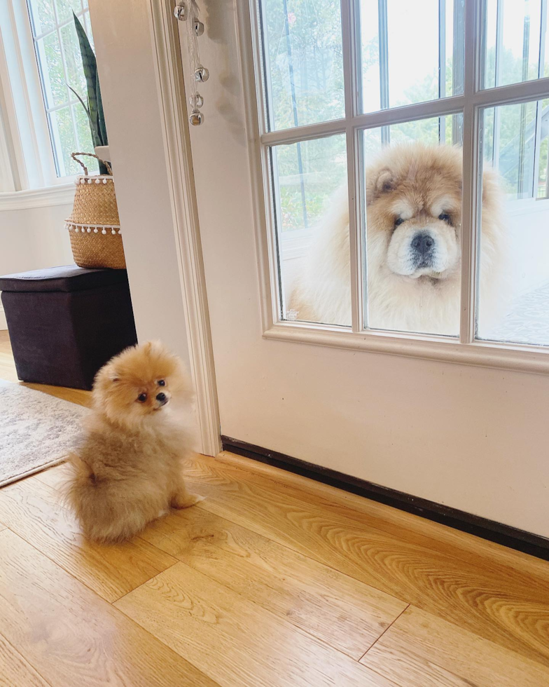 Lititz Pomeranian Pup