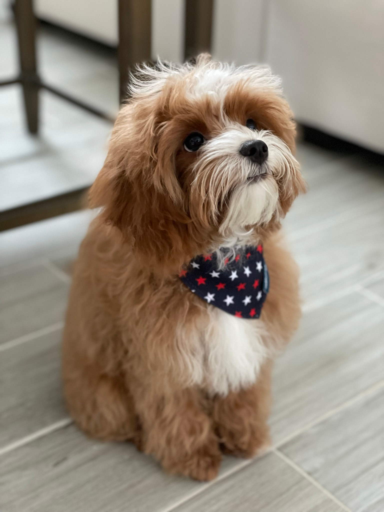 Cavapoo Pup Being Cute