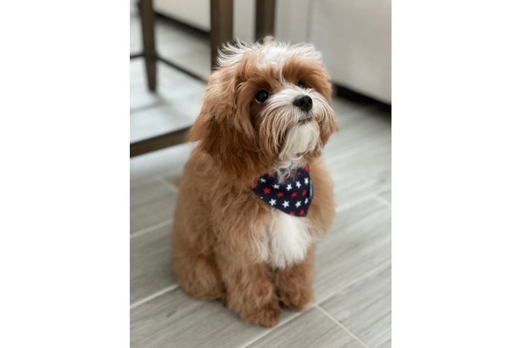 Cavapoo Pup Being Cute