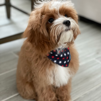 Orlando Cavapoo Pup