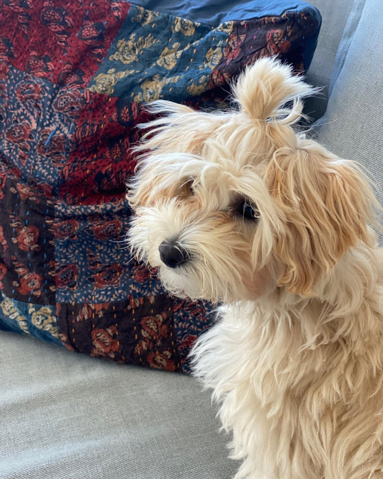 Brooklyn Maltipoo Pup