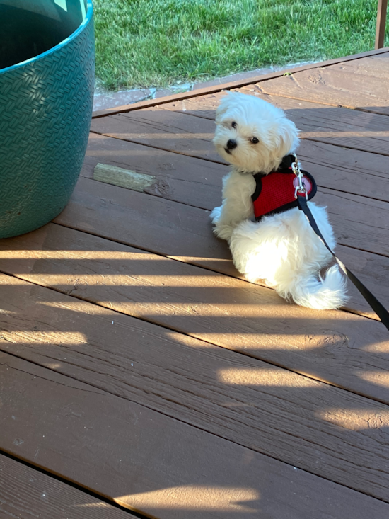 Friendly Maltese Pup