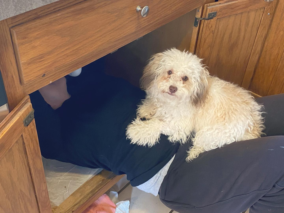 Playful Havanese Poodle Mix Pup