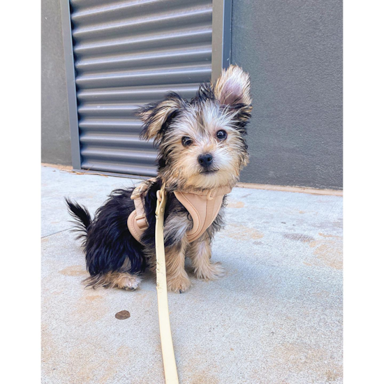 Friendly Morkie Pup