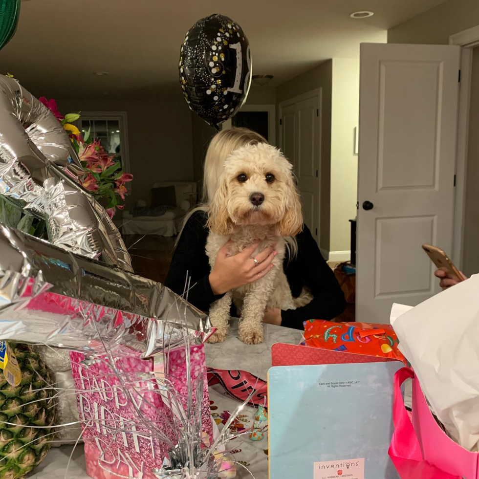 Funny Cavapoo Poodle Mix Pup