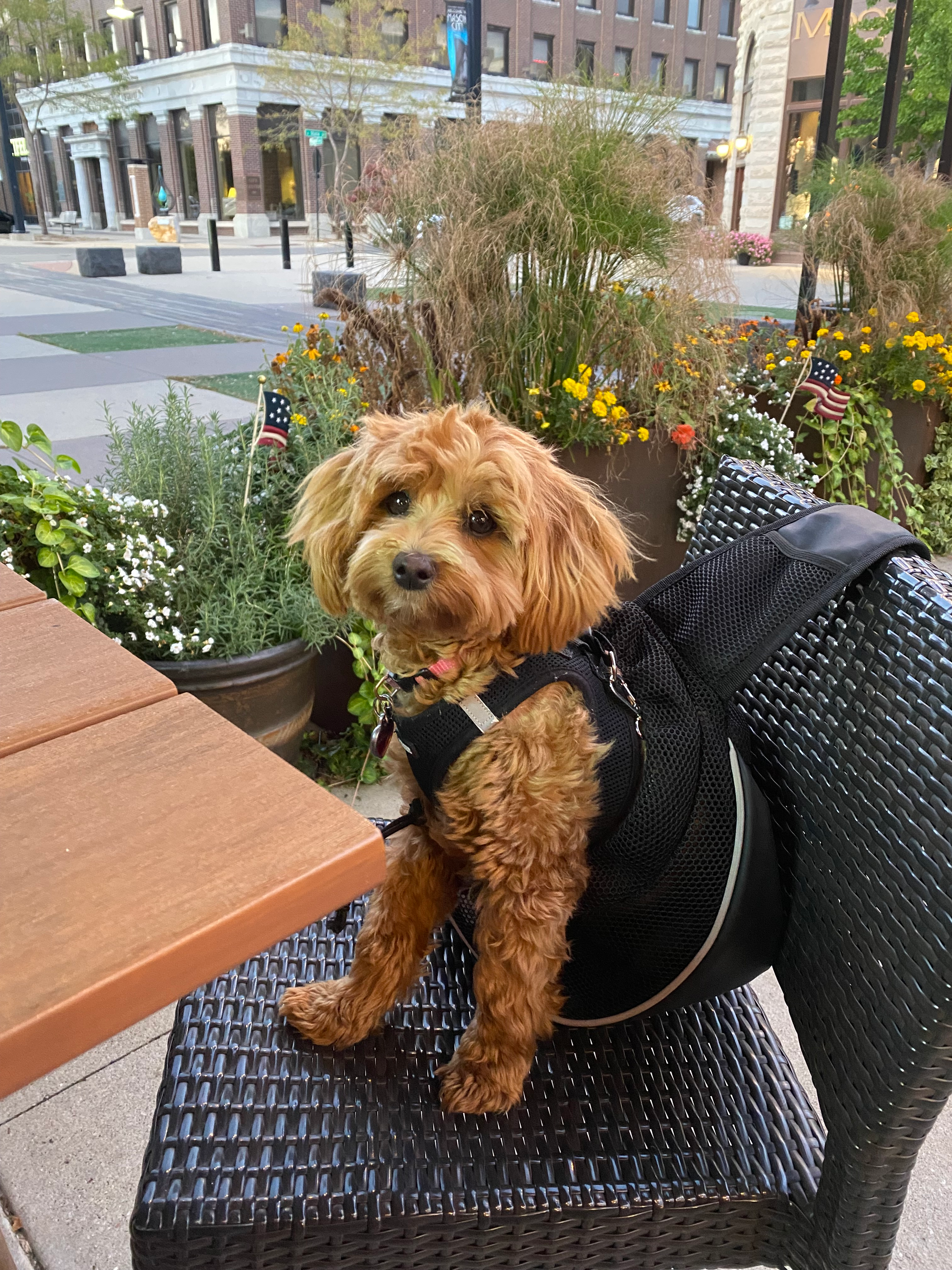 Adorable Maltese Poodle Poodle Mix Puppy