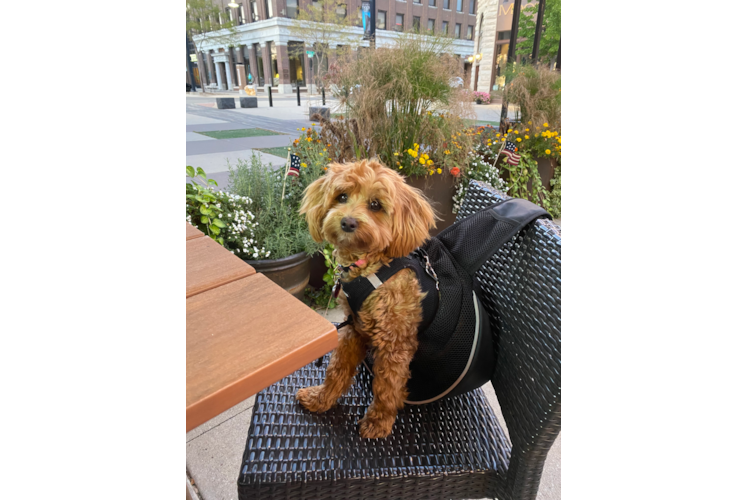 Adorable Maltese Poodle Poodle Mix Puppy