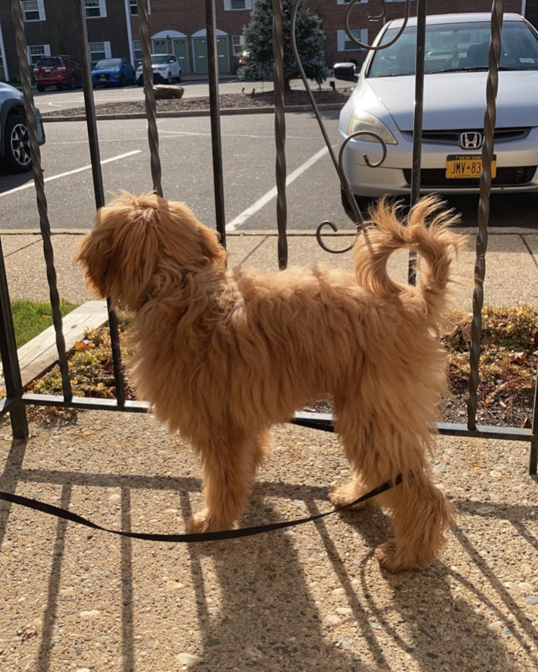 Mini Goldendoodle Being Cute