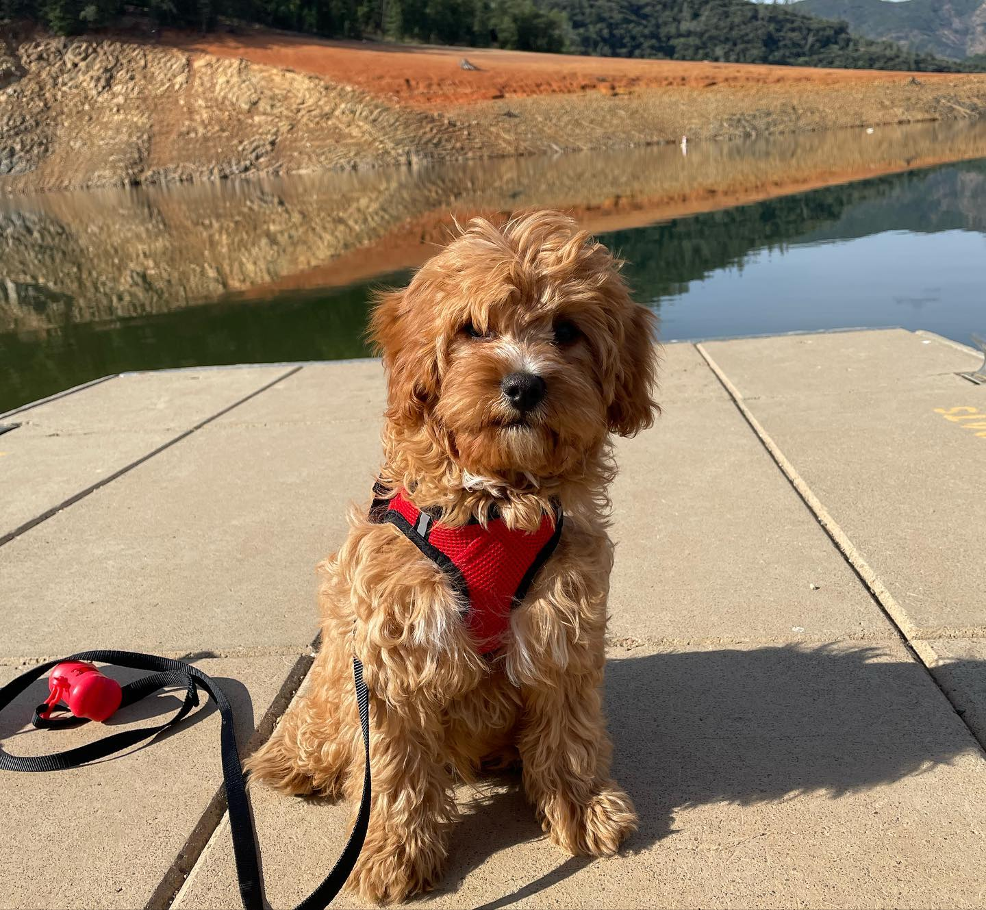 Little Cavoodle Poodle Mix Puppy
