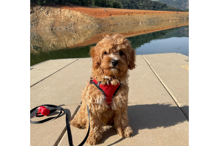 Little Cavoodle Poodle Mix Puppy