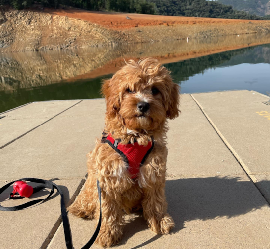 Cute Cavapoo Pup in Antioch CA