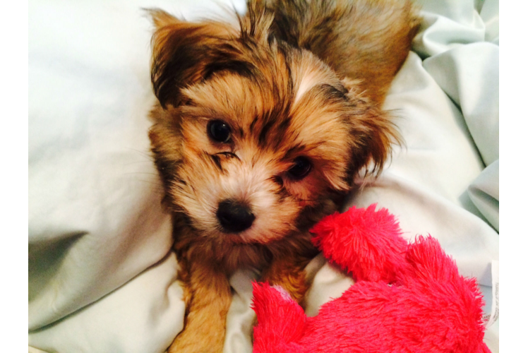 Morkie Puppy for Adoption