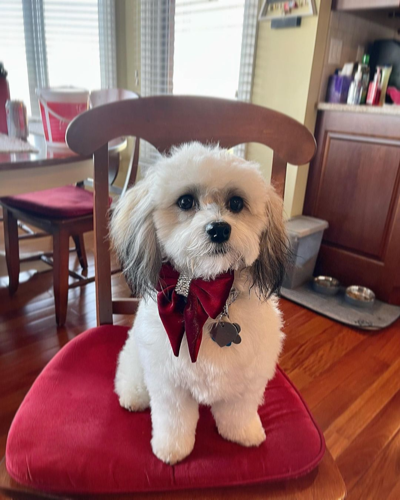 Havanese Being Cute