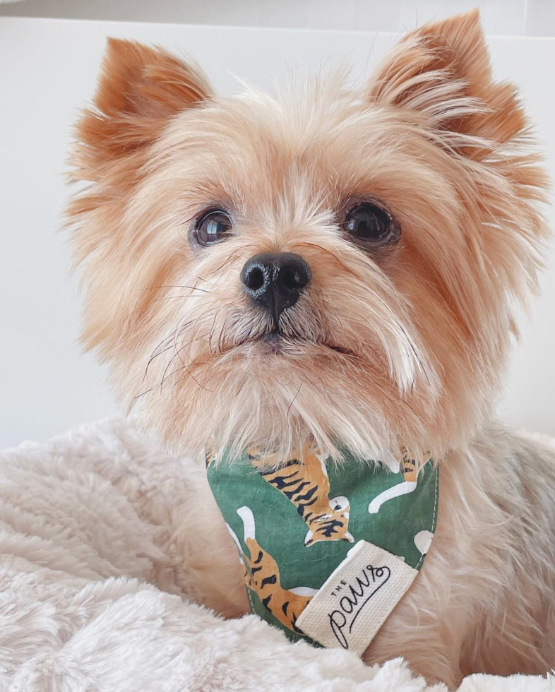 Sweet Yorkie Purebred Pup