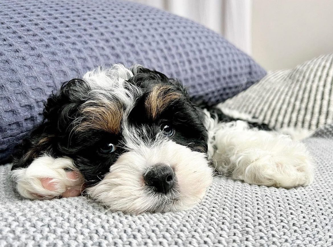 Mini Bernedoodle Pup Being Cute