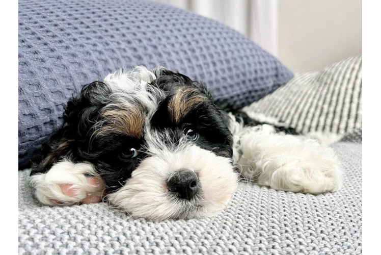 Mini Bernedoodle Pup Being Cute