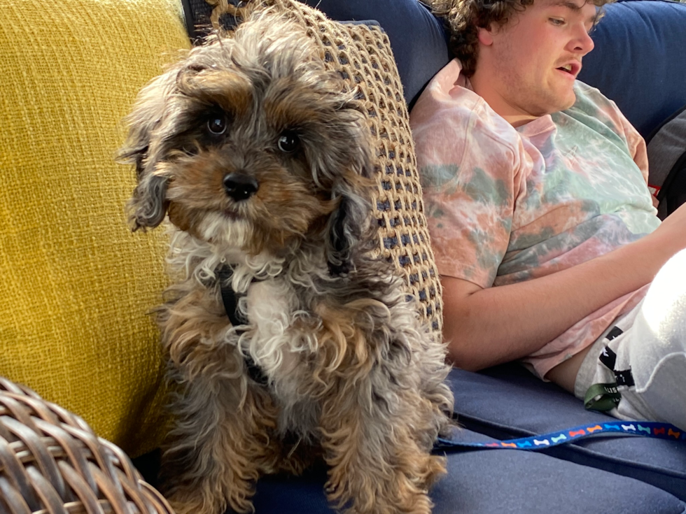 Playful Cavoodle Poodle Mix Pup