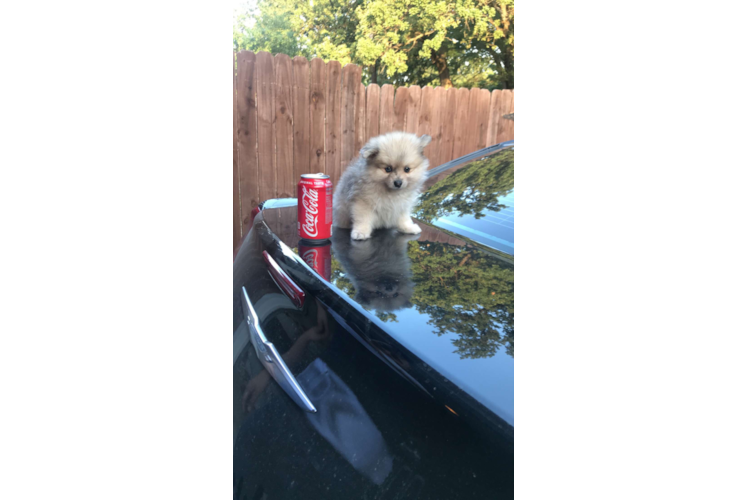 Pomeranian Puppy for Adoption