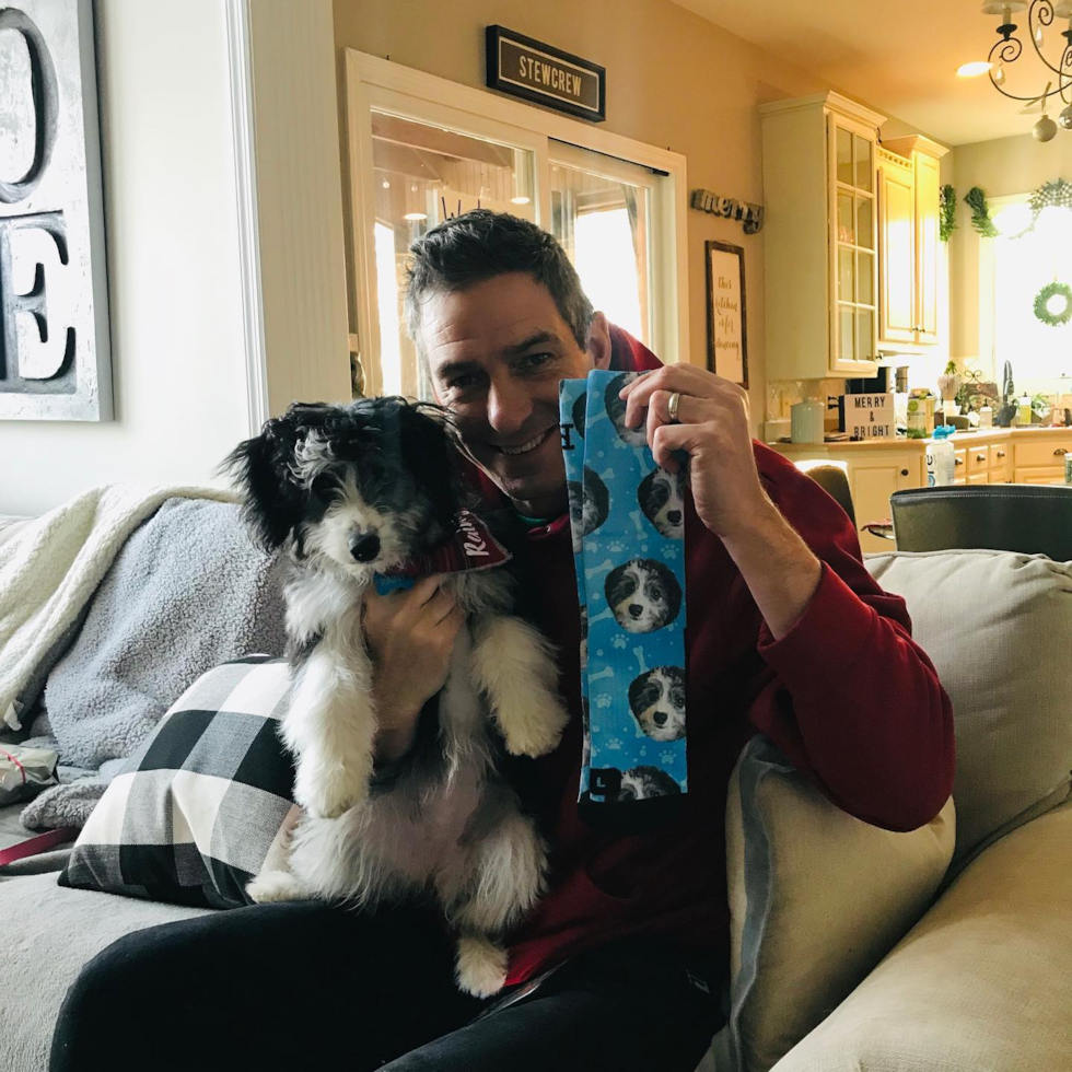 Loveland Mini Aussiedoodle Pup