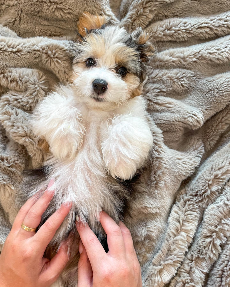 Mini Aussiedoodle Being Cute