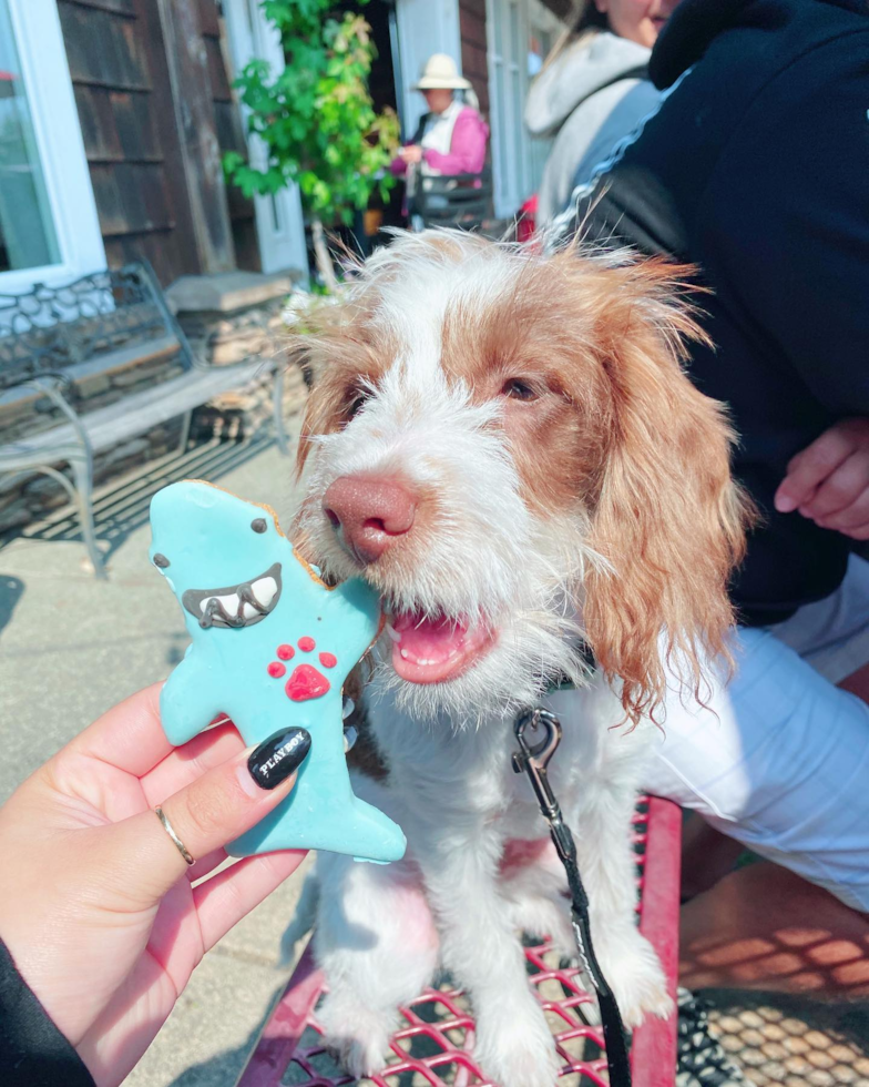 Hypoallergenic Labrador Poodle Mix Pup