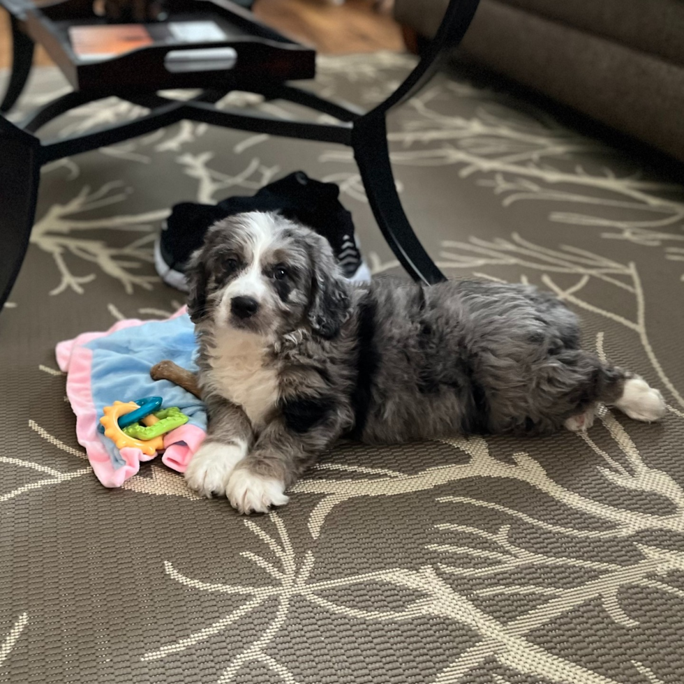 Mini Bernedoodle Being Cute