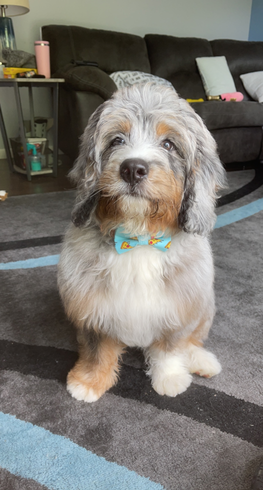 Playful Mini Berniedoodle Poodle Mix Pup