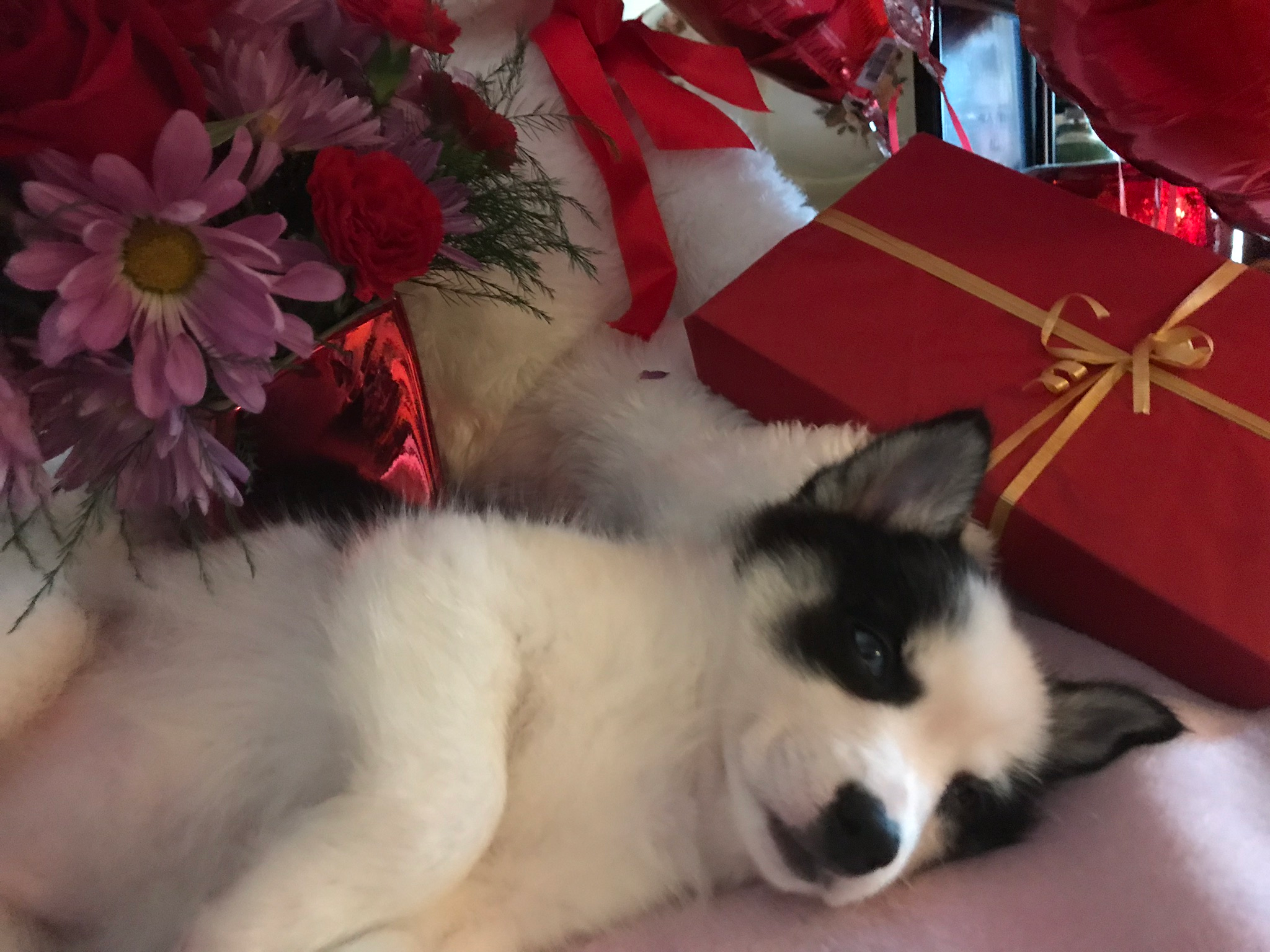 Pomsky Pup Being Cute