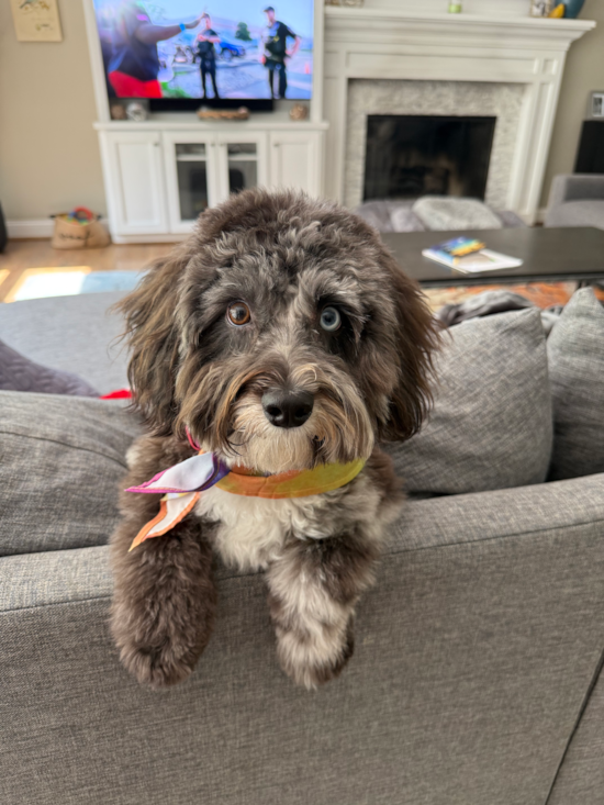 Mini Aussiedoodle Pup