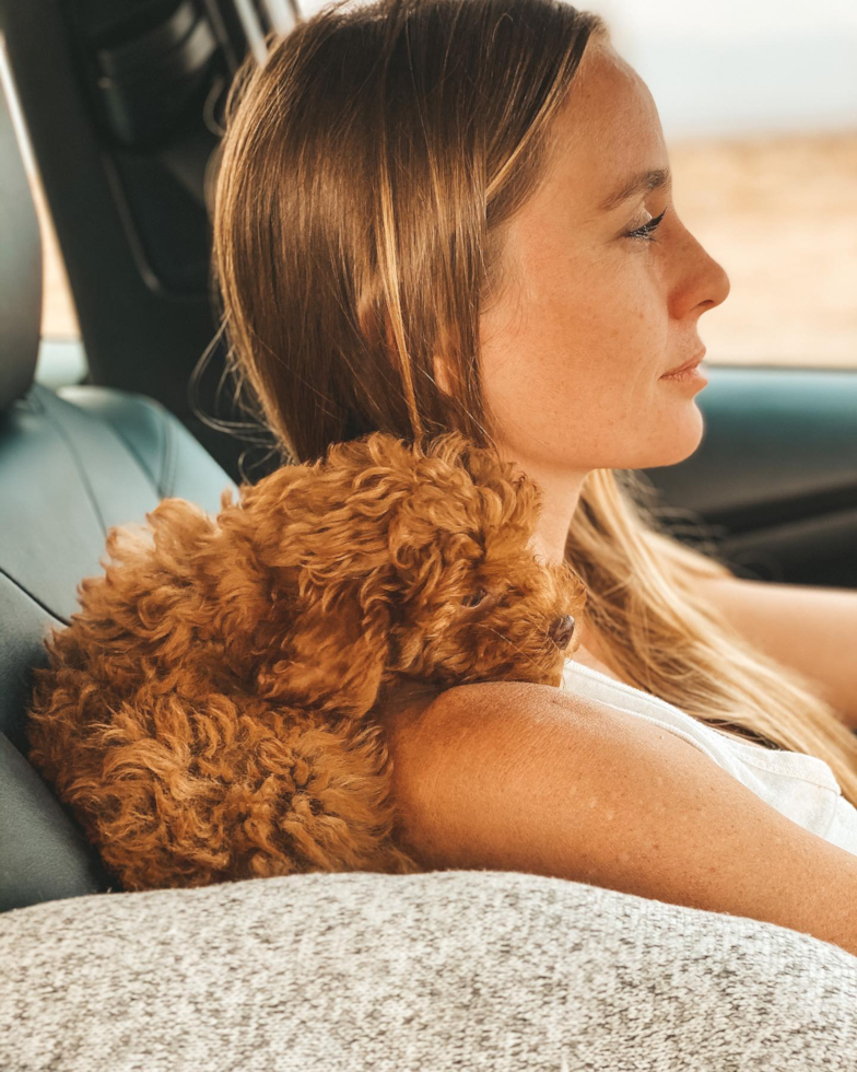 Cavapoo Being Cute