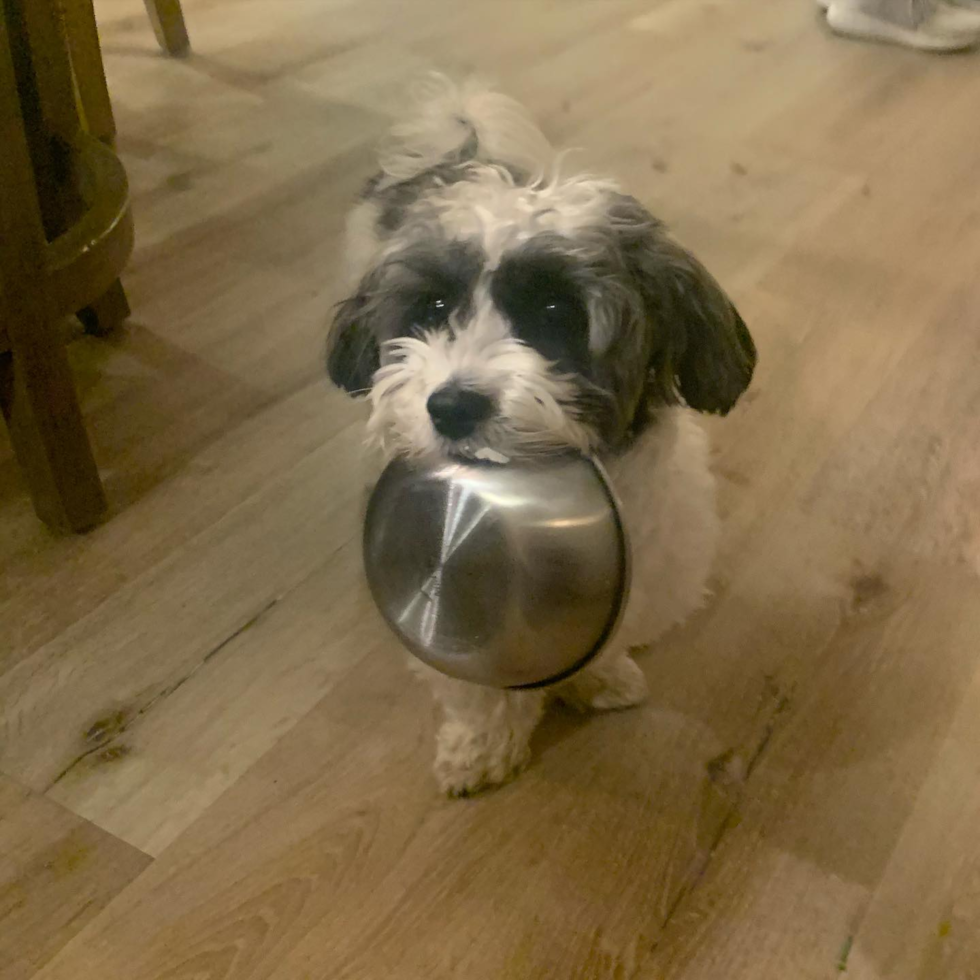 Hypoallergenic Havanese Pup