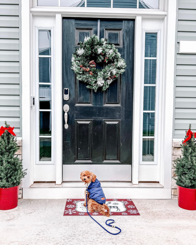 Cute Cavapoo Pup