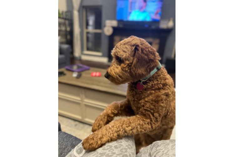 Fluffy Mini Goldendoodle Poodle Mix Pup