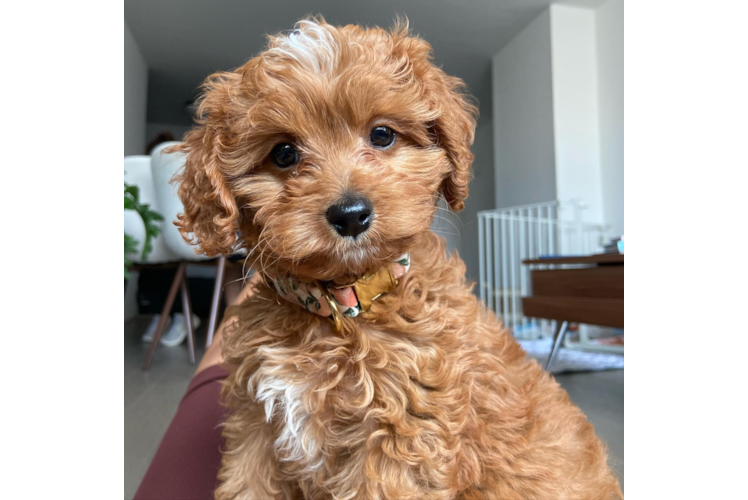 Cavapoo Pup Being Cute