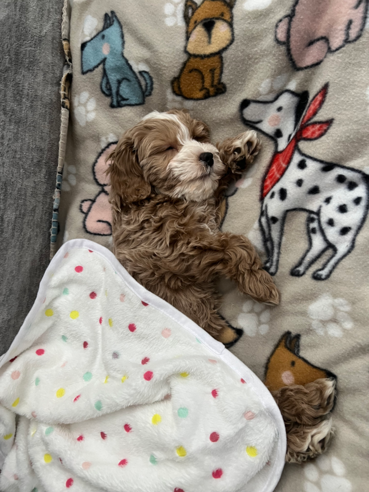 Mini Goldendoodle Being Cute