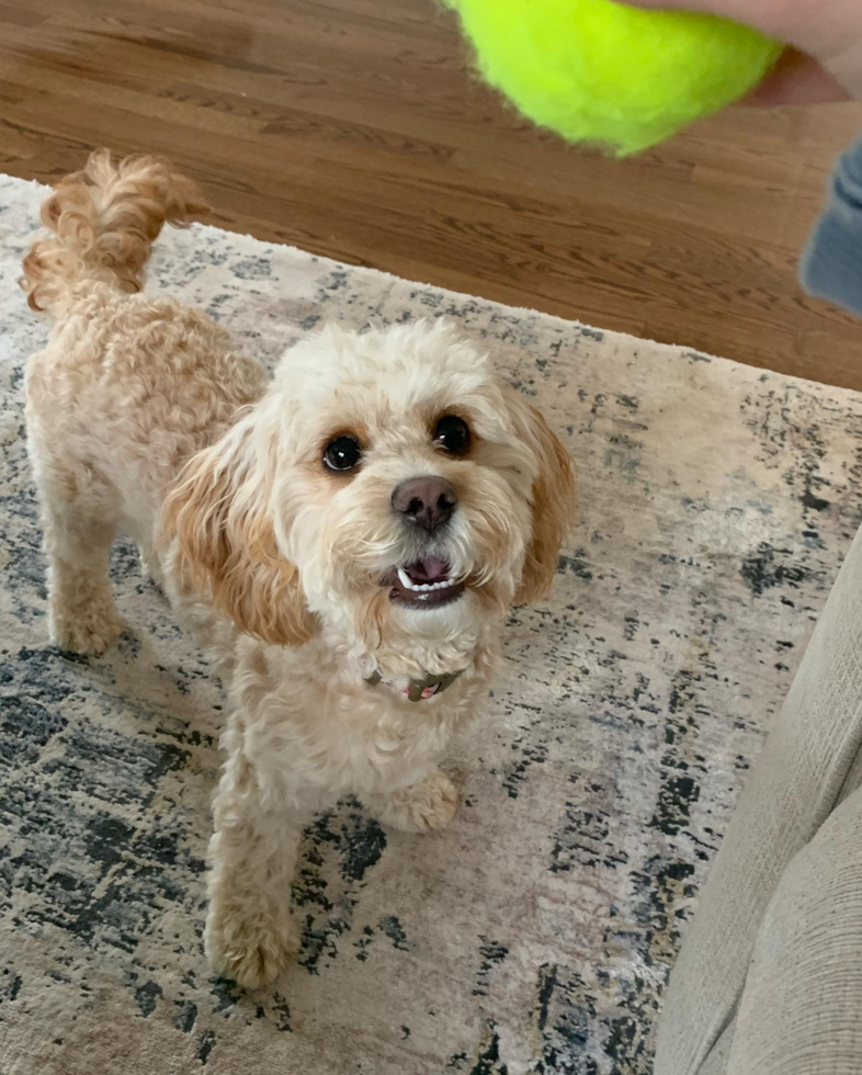 Adorable Cavoodle Poodle Mix Pup