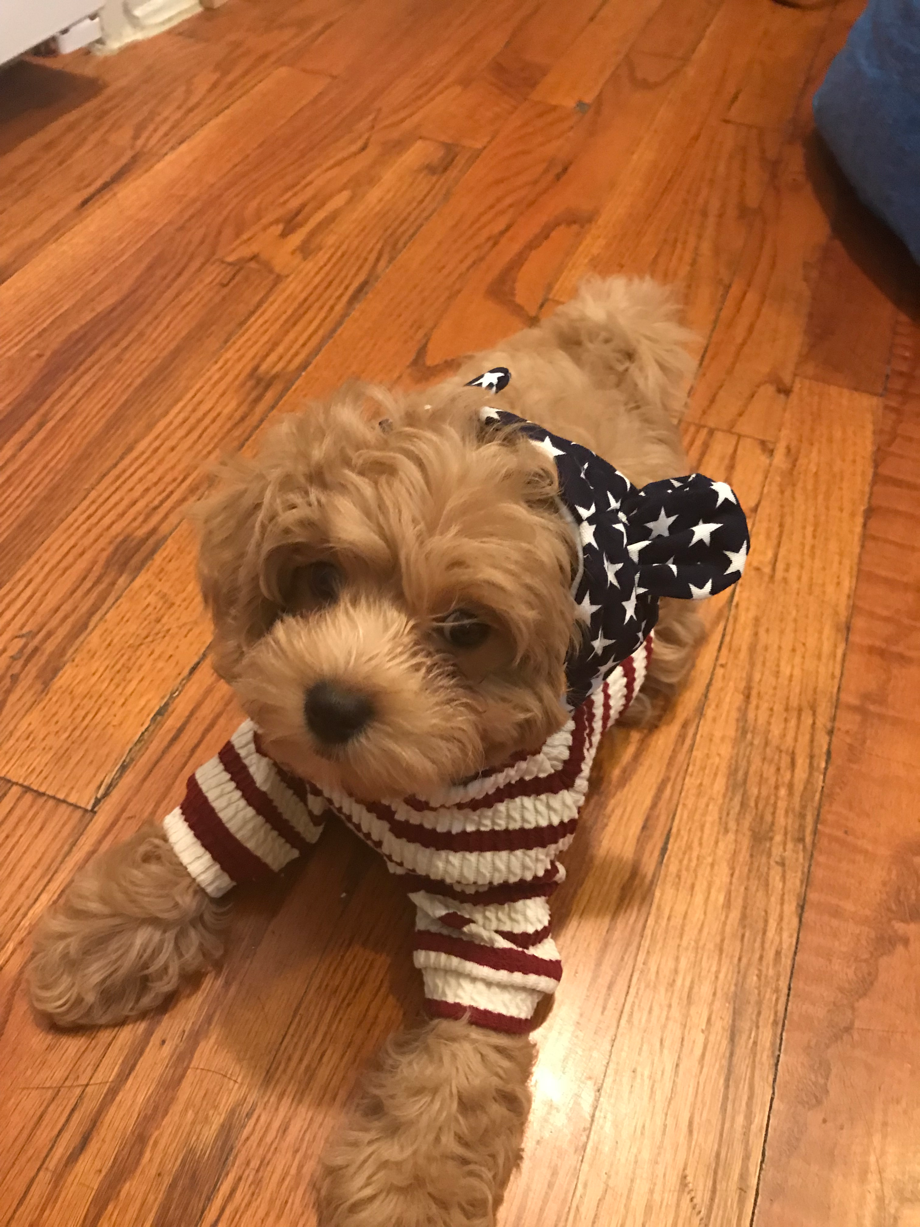 Playful Cavoodle Poodle Mix Puppy