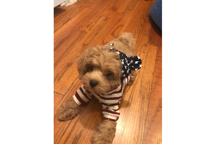 Playful Cavoodle Poodle Mix Puppy