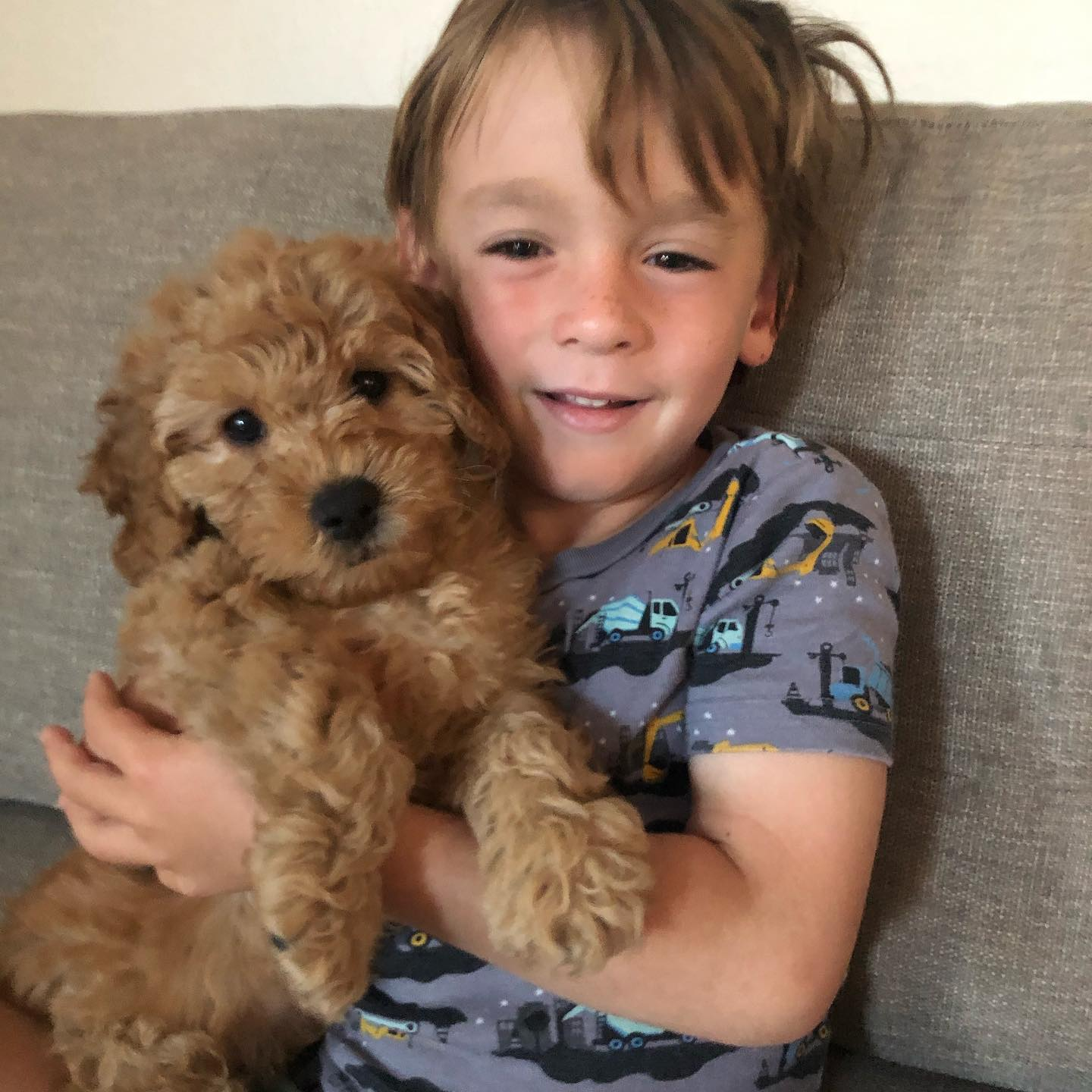 Playful Golden Retriever Poodle Mix Puppy