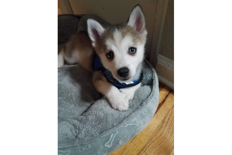 Pomsky Puppy for Adoption