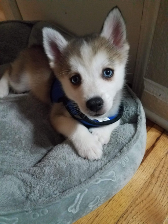 Friendly Pomsky Pup