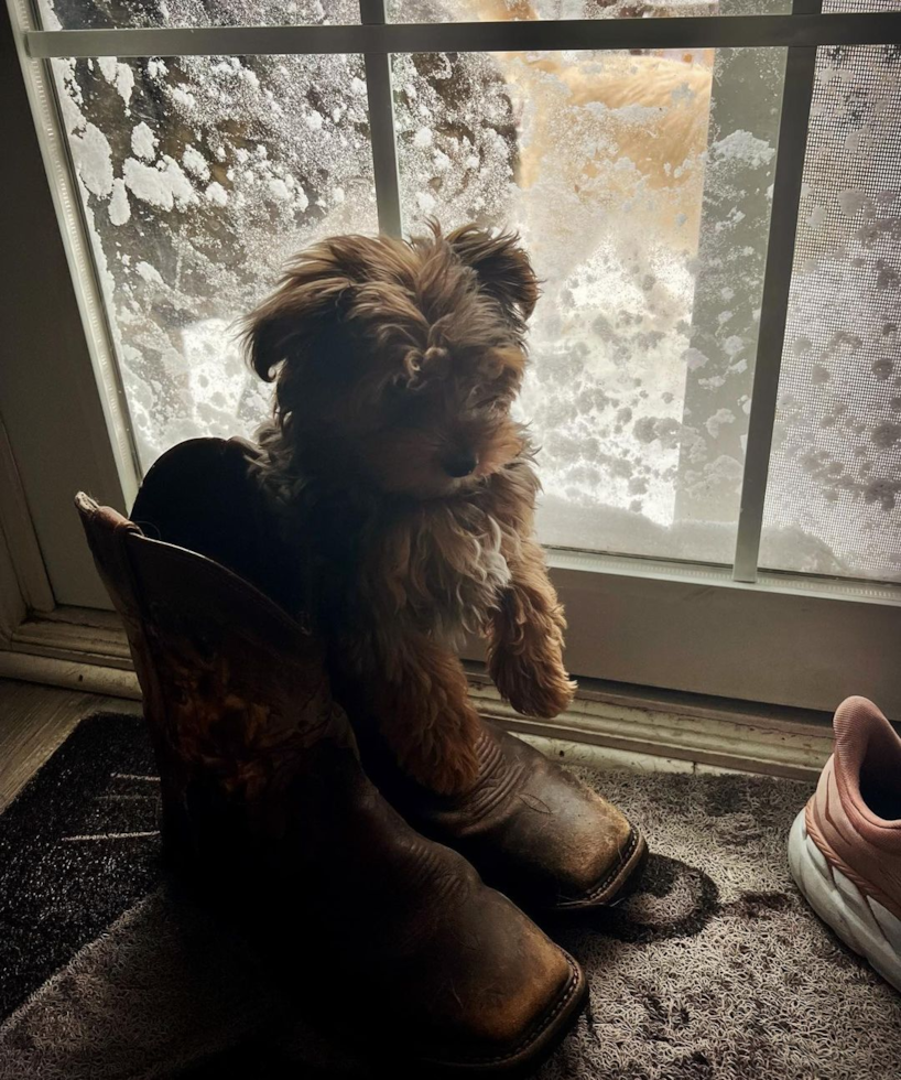 Playful Yorkie Doodle Poodle Mix Pup