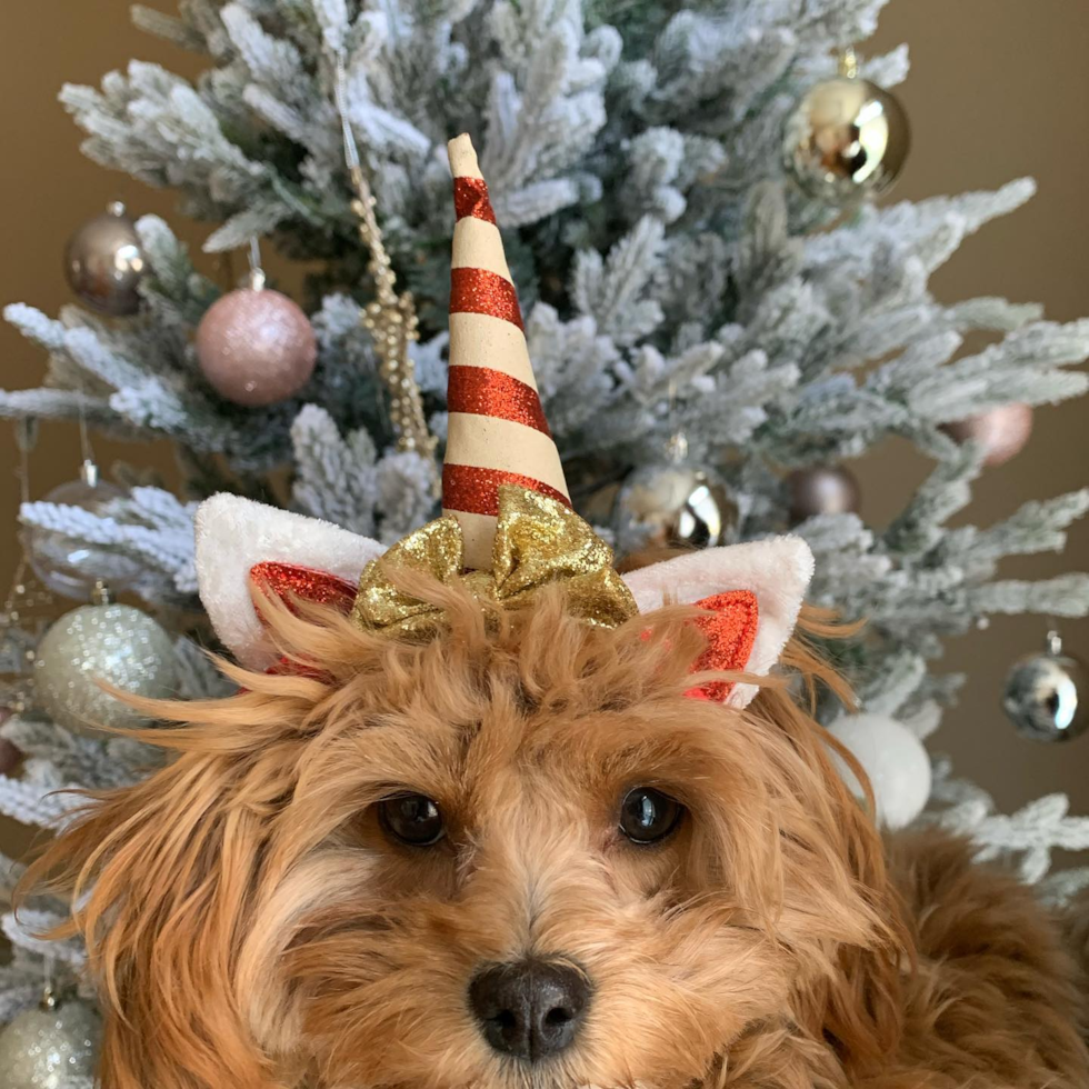 Cute Cavapoo Pup