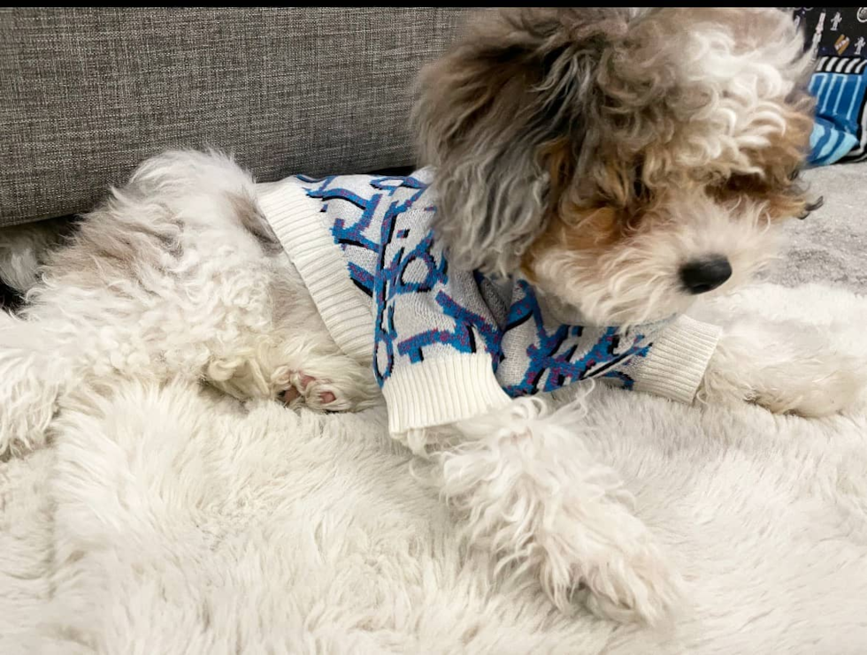 Popular Shih Poo Poodle Mix Pup