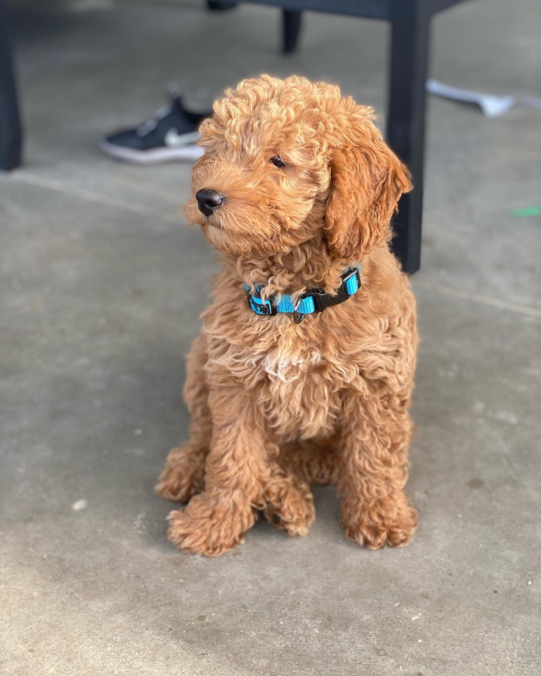 SUNBURY Mini Goldendoodle Pup