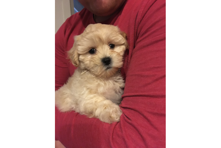 Funny Maltipoo Poodle Mix Pup