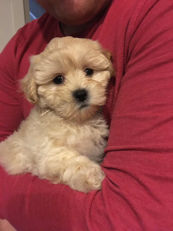 Adorable Maltepoo Poodle Mix Pup