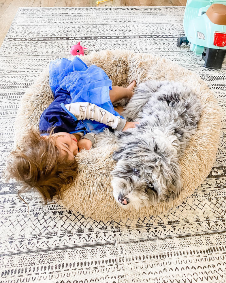 Mini Sheepadoodle Being Cute