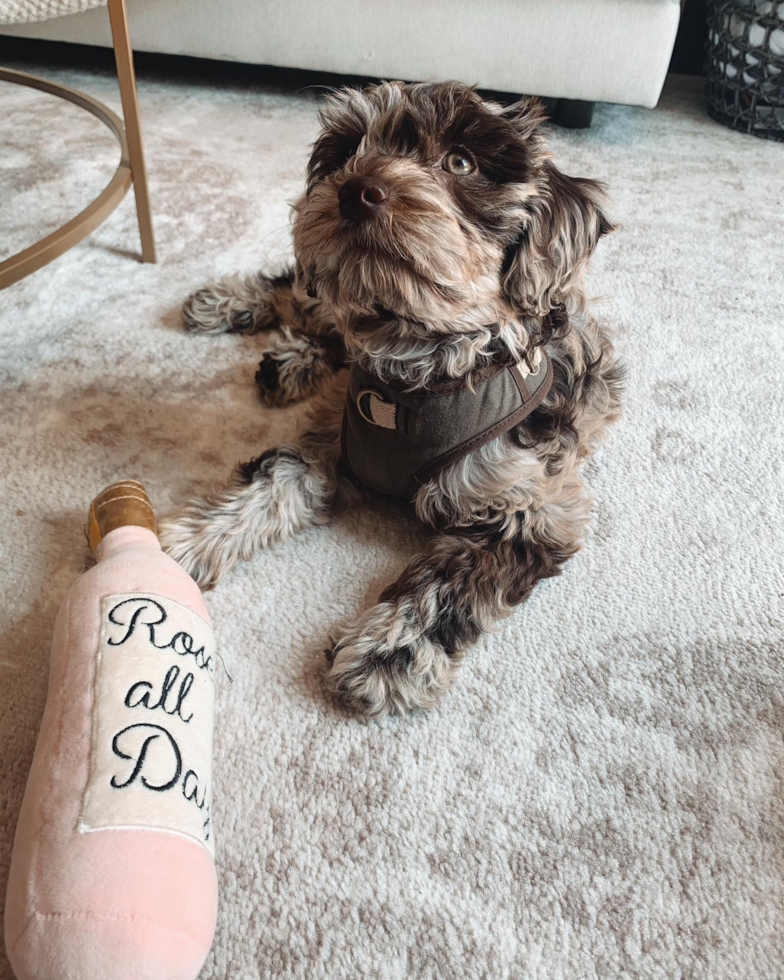 Petite Mini Labradoodle Poodle Mix Pup